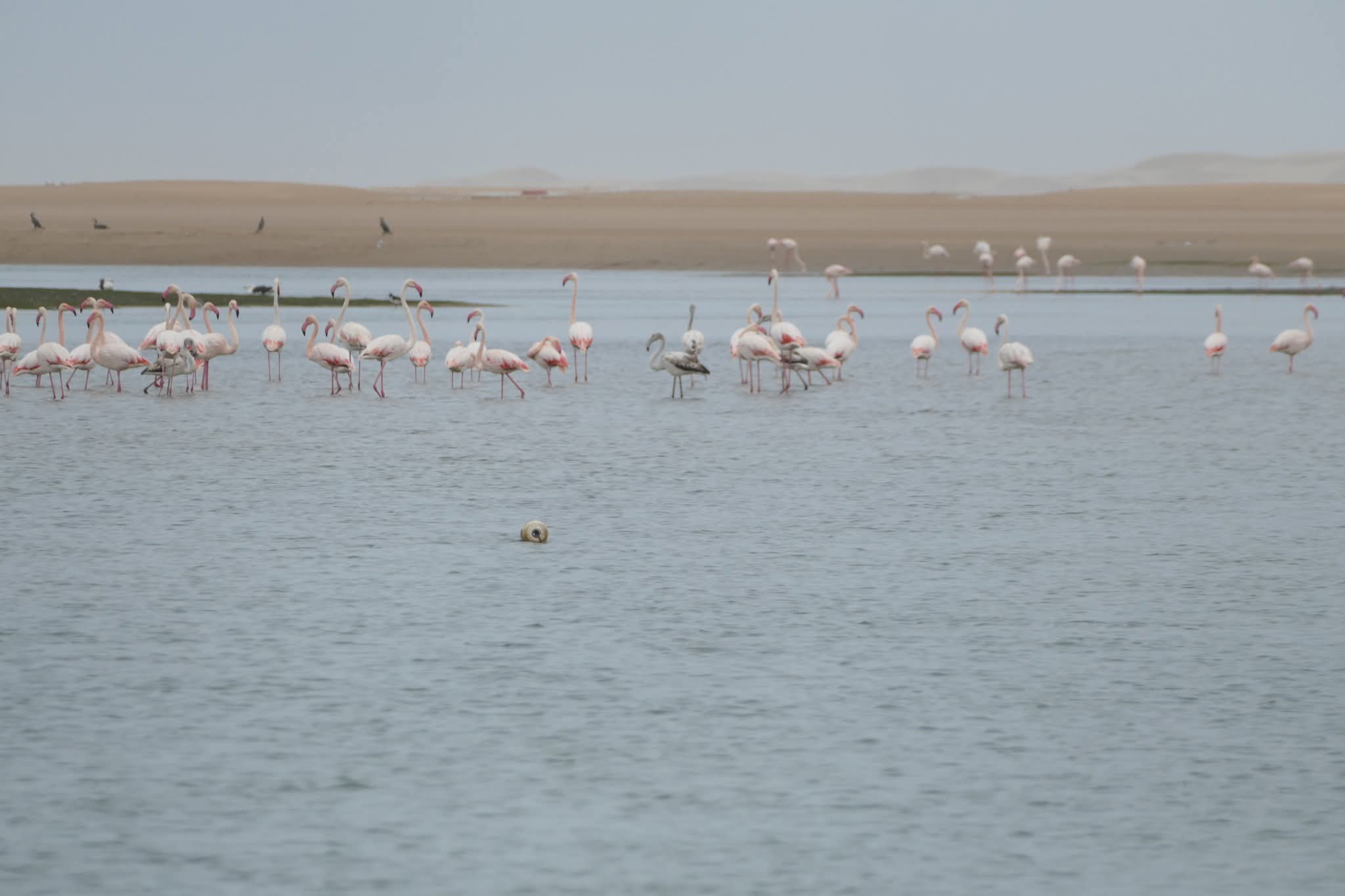 Wildlife & Flora Khnifiss